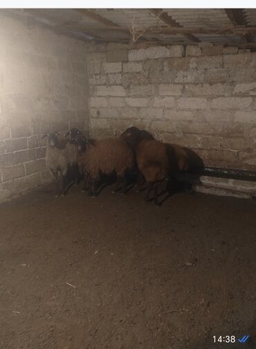 yerli inekler: Qoyun sürüsü – 6 baş. 1 heyvan yanı balalı. - Növ: yerli