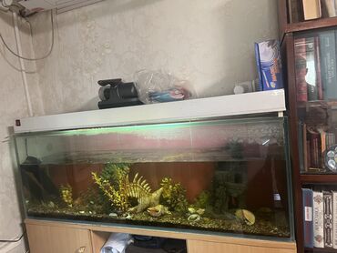Зоотовары: Продаю аквариум. Грунт, рыбы, крышка итд в подарок Размеры 32 128