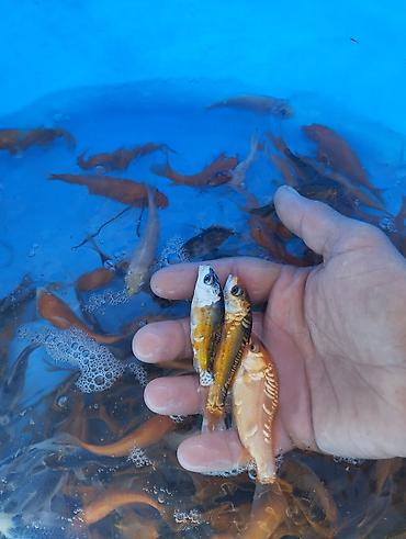 Рыбы: Коя, малёк карпа Кои — 5