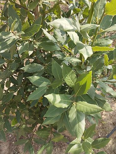 suni agaclar: Məhsul: Dəfnə (Laurus nobilis) – kulinariya və landşaft üçün ətirli — 1