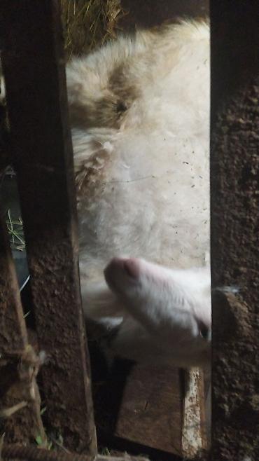 Козы, козлы: Продаю | Коза (самка) | Зааненская | Для разведения — 6