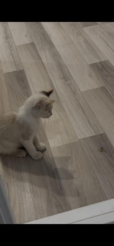 белые кошки: Котёнок, кремово-белый окрас с тёмным кончиком хвоста и ушками — 3