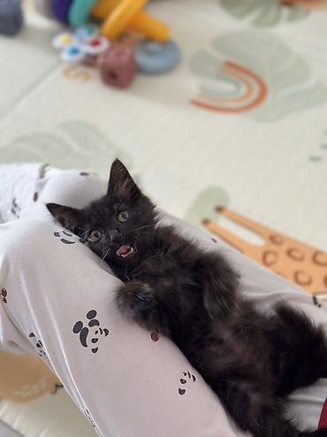 кошку: Кошка даром: Беспородная, 2 месяца, Мальчик, Приучена к лотку — 5