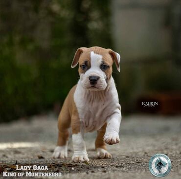 Psi: Odgajivacnica King of Montenegro predstavlja novo leglo i jedinstvenu — 14