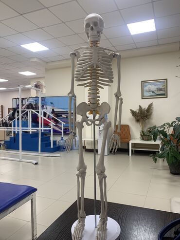Другие медицинские товары: Скелет. 1 метр учебный