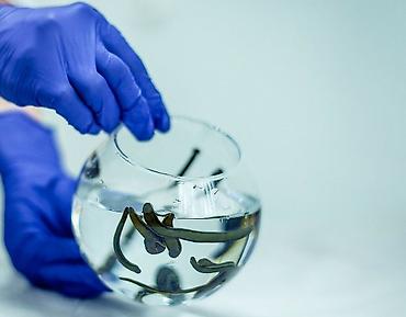 пиявки: Медицинские пиявки (Hirudo medicinalis) для гирудотерапии - Вид — 1