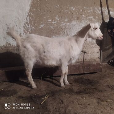 продается коза: Продаю | Коза (самка) | Зааненская | Для разведения, Для молока | Племенные