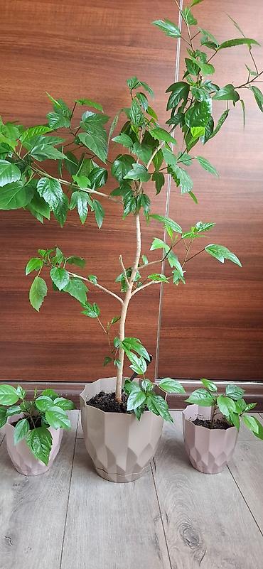 hilba bitkisi nedir: Hibiskus (Çin qızılgülü) otaq bitkisi – ana bitki və 2 ədəd — 2