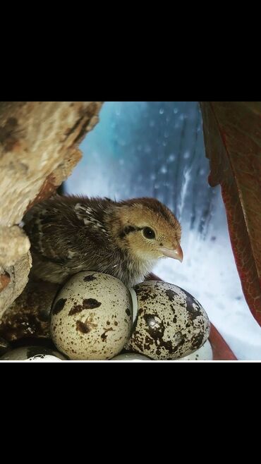 малек фарель: Продаю суточных перепелят Техас и Феникс 🐣 под заказ. яйцо