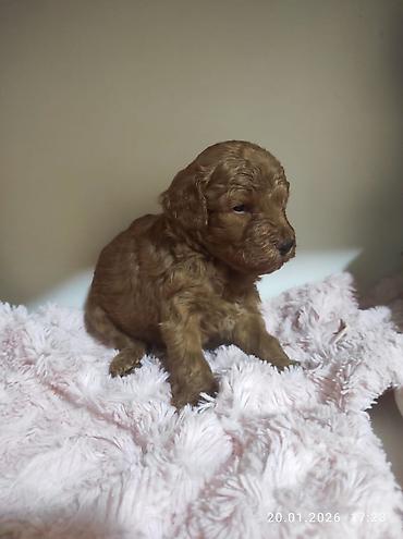 İtlər: Pudel — 1