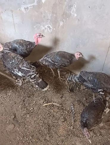 hinduşka qiyməti: Super Sağlam gümrah aktiv cins 🦃 Hinduşka cücələri.Cucələr 2 ay 10 — 6