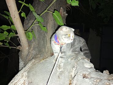 Pişiklər: Şotland, Dişi, Ödənişli çatdırılma