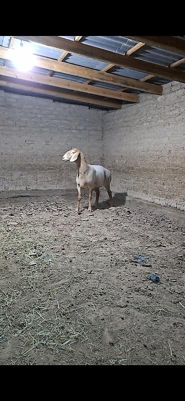 Продам с/х животных: Продаю | Баран (самец) | Для разведения | Племенные — 3