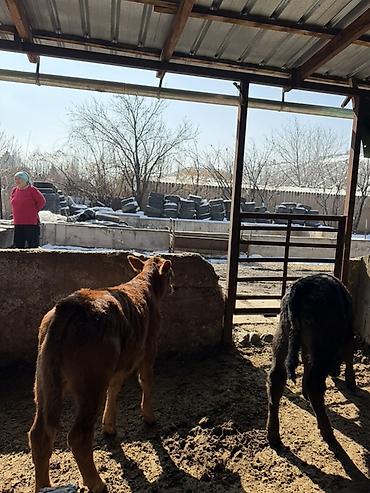 Коровы, быки: Продаю | Тёлка | Искусственник — 2