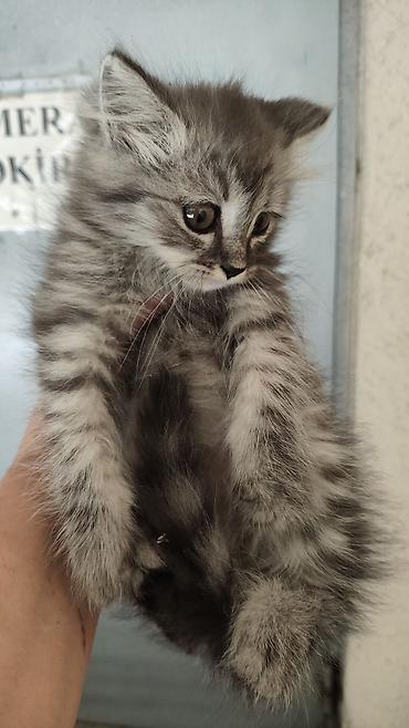 Tabbi, Yaxşı əllərə
