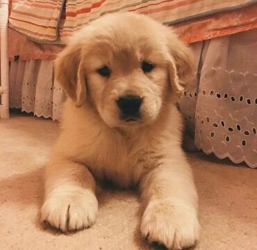 İtlər: Labrador-retriver, 1 ay, Erkek, Pulsuz çatdırılma — 5