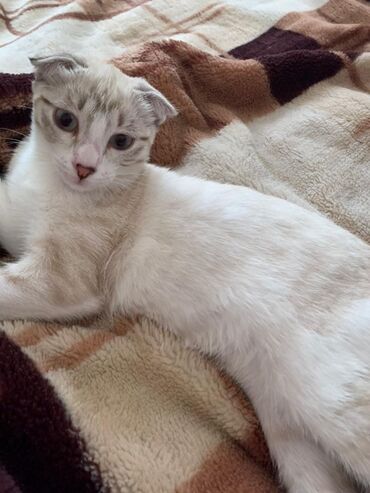 шотландская вислоухая кошка черная: Бесплатно! Нашли вот такую девочку на дереве, плакала, убежала от