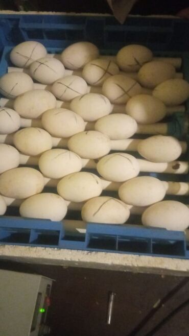 novruz bayrami ucun yumurta bezekleri: Linda yumurta