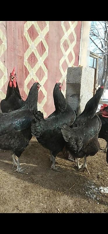 Куры, петухи: Продаю | Куры | Для разведения — 3
