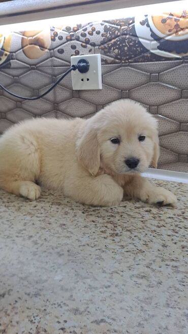 golden it satışı: Retriever, 2 ay, Erkek