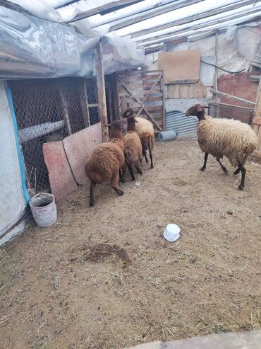 Qoyunlar, qoçlar: Dişi, il: 1, Damazlıq, Ünvandan götürmə