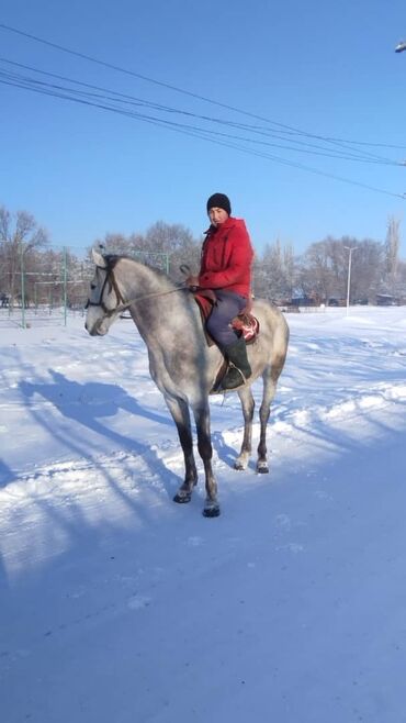 бе ат: Продаю | Жеребец | Для разведения, Конный спорт