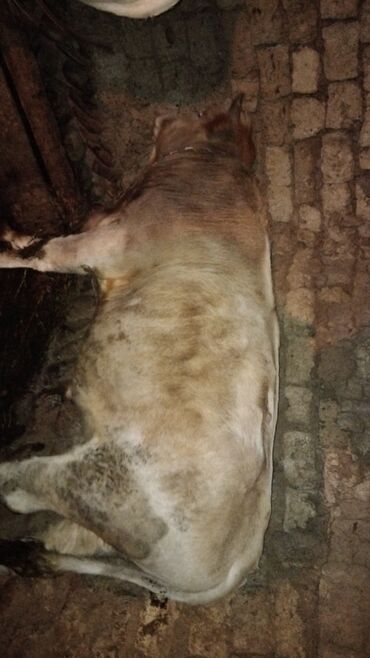 sudluk inek satisi: 145 / 155 kilo 13 manat