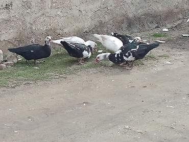 Ördəklər: 2 Erkey 10 dişi yumurtamaq üzredi CİDİ fikri olan YASİN burda ve ya — 4