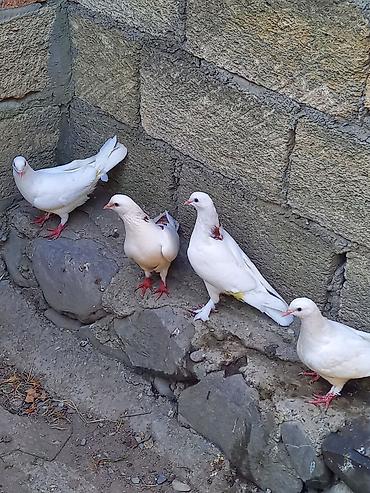 Göyərçinlər: Biri 5 manatdan satılır. gözdü quşlardı tutulma quş deyil -da lalafo.az — 5 Göyərçinlər: Biri 5 manatdan satılır. gözdü quşlardı tutulma quş deyil — 5