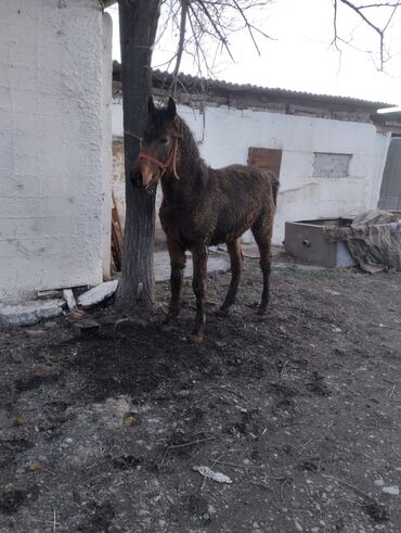 Лошади, кони: Продаю | Жеребец | Рабочий | Племенные — 1