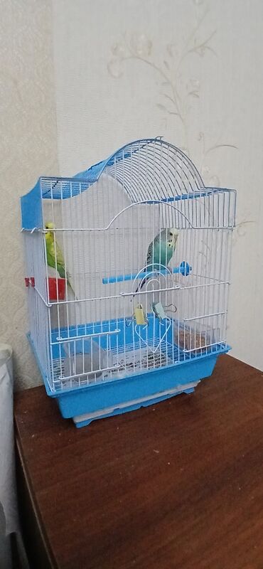 İtlər: 2 eded mehebbet quşu