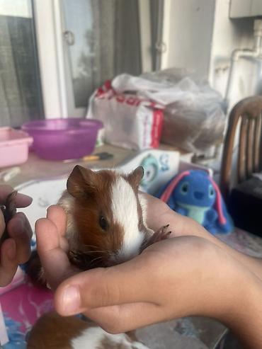 deniz donuzcugu: Deniz donuzcugu ( morskaya svinka) (guinea pig) - Növ: Kobay (guinea — 1