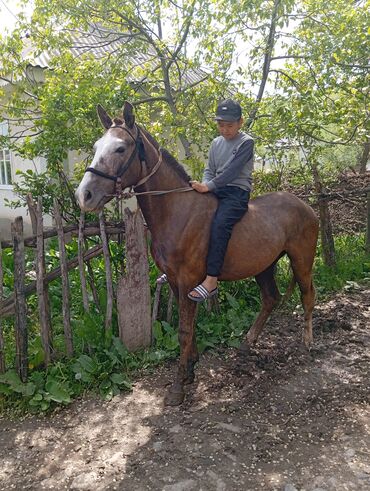 купить собаку для охоты: Сатам | Тай | Жумушка