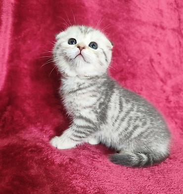 Продажа кошек: Предлагается к предварительному резерву котенок. Скоттиш Фолд. Девочка — 9