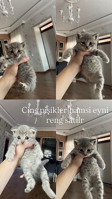 qara pisik: Boz rəngli balaca pişik balası - Cins: ev pişiyi (qısa tüklü — 8