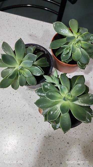 dibcek: Echeveria elegans (Meksika qartopu) Dibçək gülü — 2