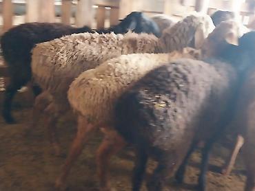 Баран, овца: Продаю | Баран (самец) | Для разведения | Матка — 9