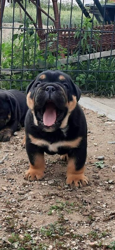 musko sako: U ponudi muško štene izuzetno retke boja engleskog buldoga. Kompaktan