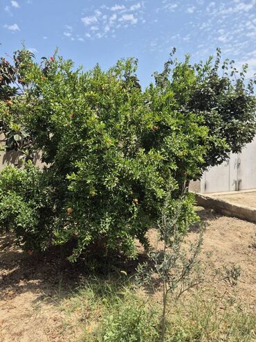 Həyət evləri və villaların satışı: Buzovna 3 otaqlı, 71 kv. m, Kredit yoxdur, Orta təmir — 20