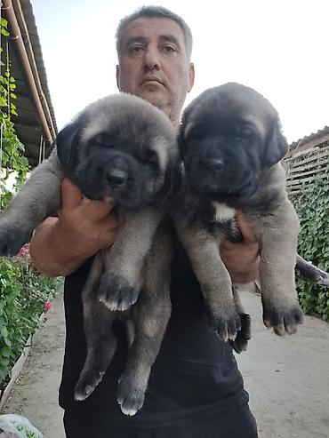 kangal satilik: Kanqal, 1 ay, Erkək — 4