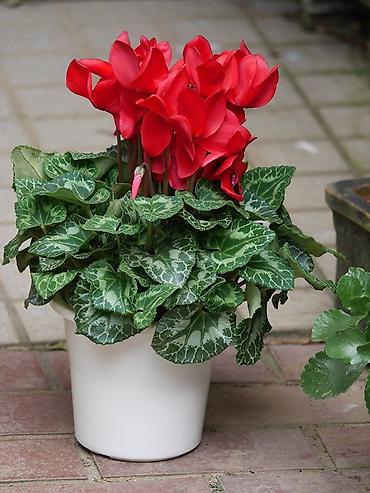 Фиалки и глоксинии: Продаю только оптом цветы из Узбекистана.глоксинии фикусы — 21