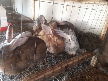 Животные: Продаю кроликов обращайтесь вличку или звоните