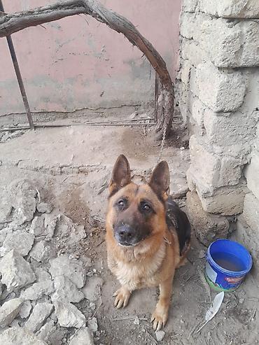 İtlər: Alman çoban iti, 3 il, Dişi, Ünvandan götürmə — 1