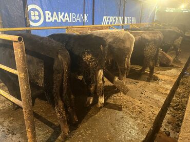 Коровы, быки: Продаю | Бык (самец) | На откорм — 10