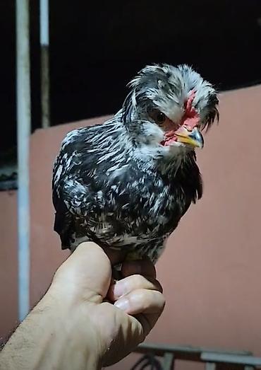 qızıl quş: Toyuq cücələri, Damazlıq — 3
