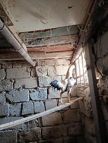 Toyuqlar: Toyuq, Yumurtalıq -da lalafo.az — 6 Toyuqlar: Toyuq, Yumurtalıq — 6