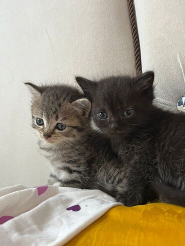 Akvariumlar: Dişi, Yaxşı əllərə