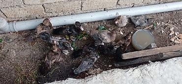 damaz: Musk ördəyi balaları (indo ducklings) - Şəkillərdə müxtəlif rəng — 5