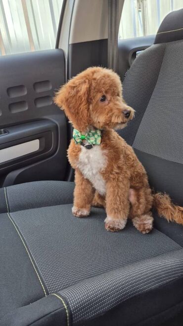Psi: Na prodaju štenci maltipoo F2B iz odgajivačnice FCI 5411 "God's Gift" — 8