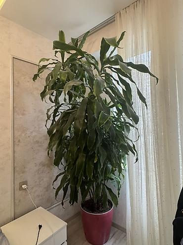 drasena: Böyük ölçülü otaq bitkisi – Drasena fragrans (Corn Plant) tipli — 1